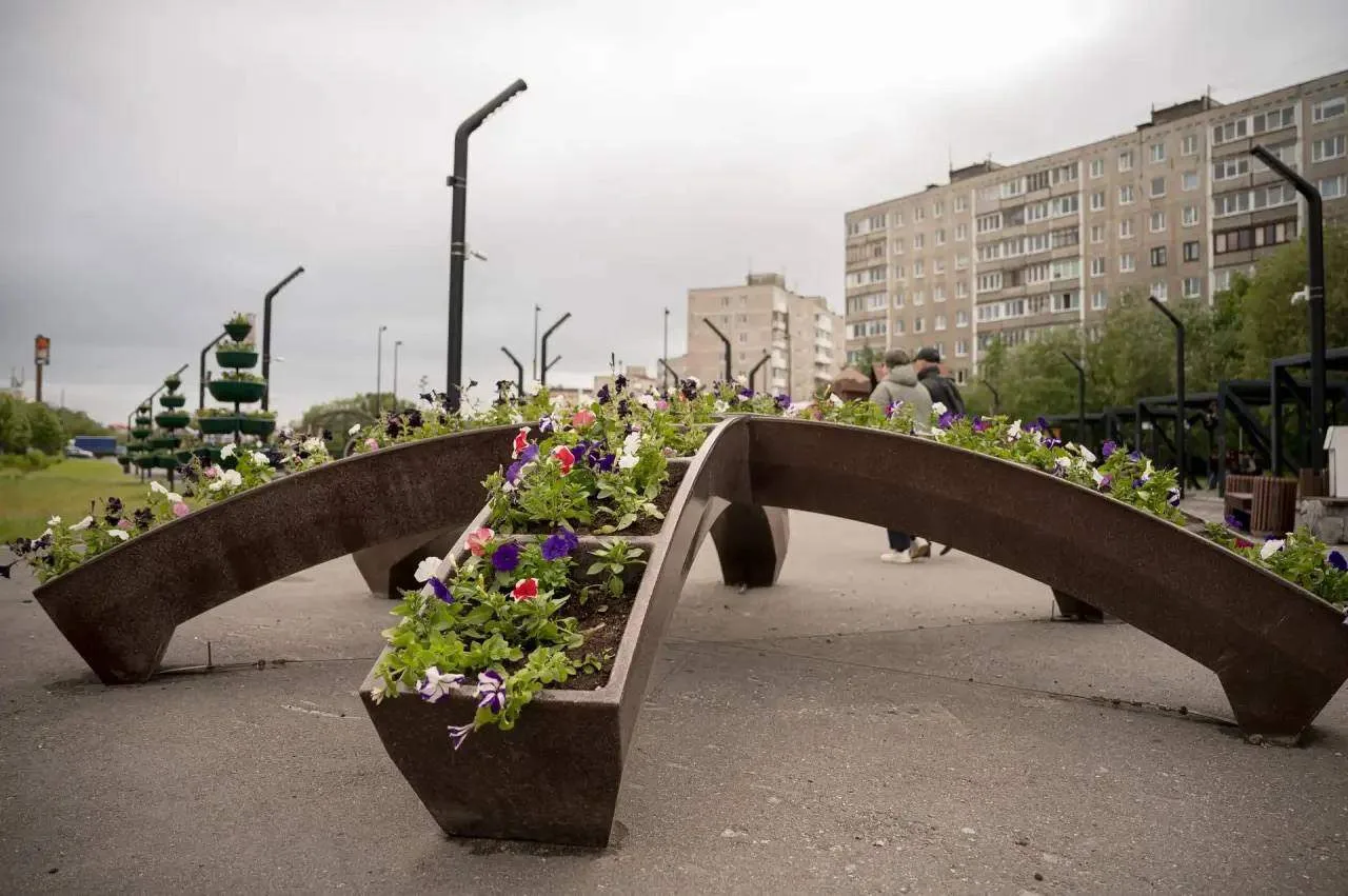🌼 Мурманские улицы украсили летними цветочными композициями