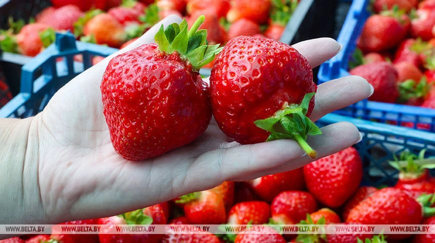 🍓Яркая, сочная и ароматная: в Беларуси разгар сезона сбора урожая клубники