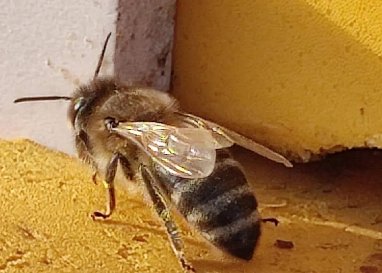 🐝«Портал пчеловода»