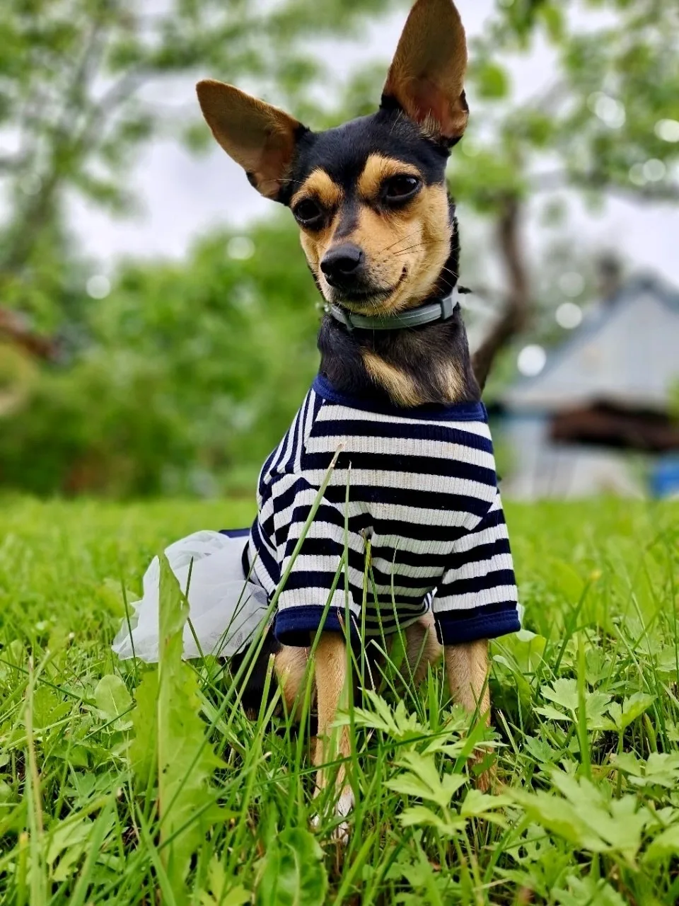 🐾😍❤️
