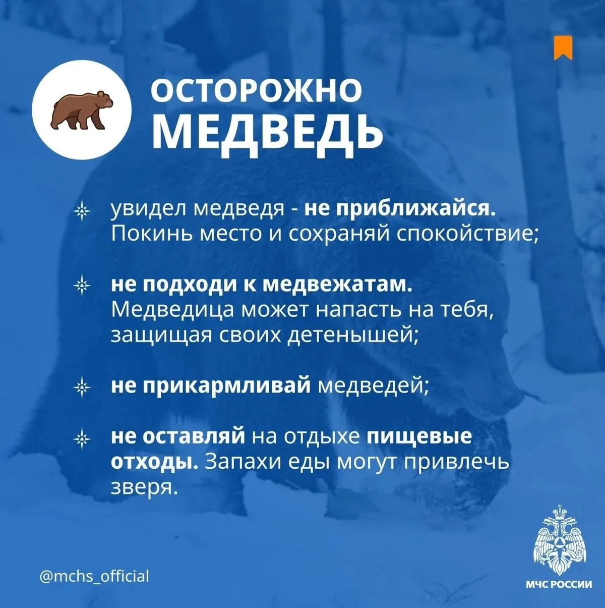 🚨 ПАМЯТКА: ВСТРЕЧА С БУРЫМ МЕДВЕДЕМ