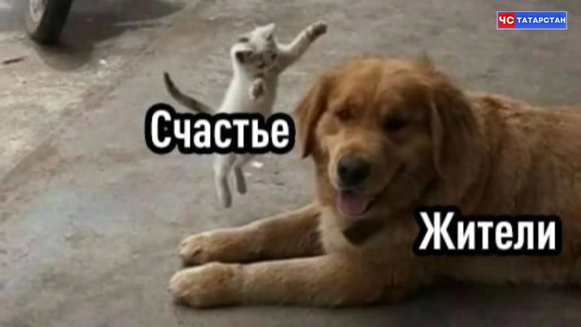 📰Чем больше домашних кошек в стране, тем счастливее ее