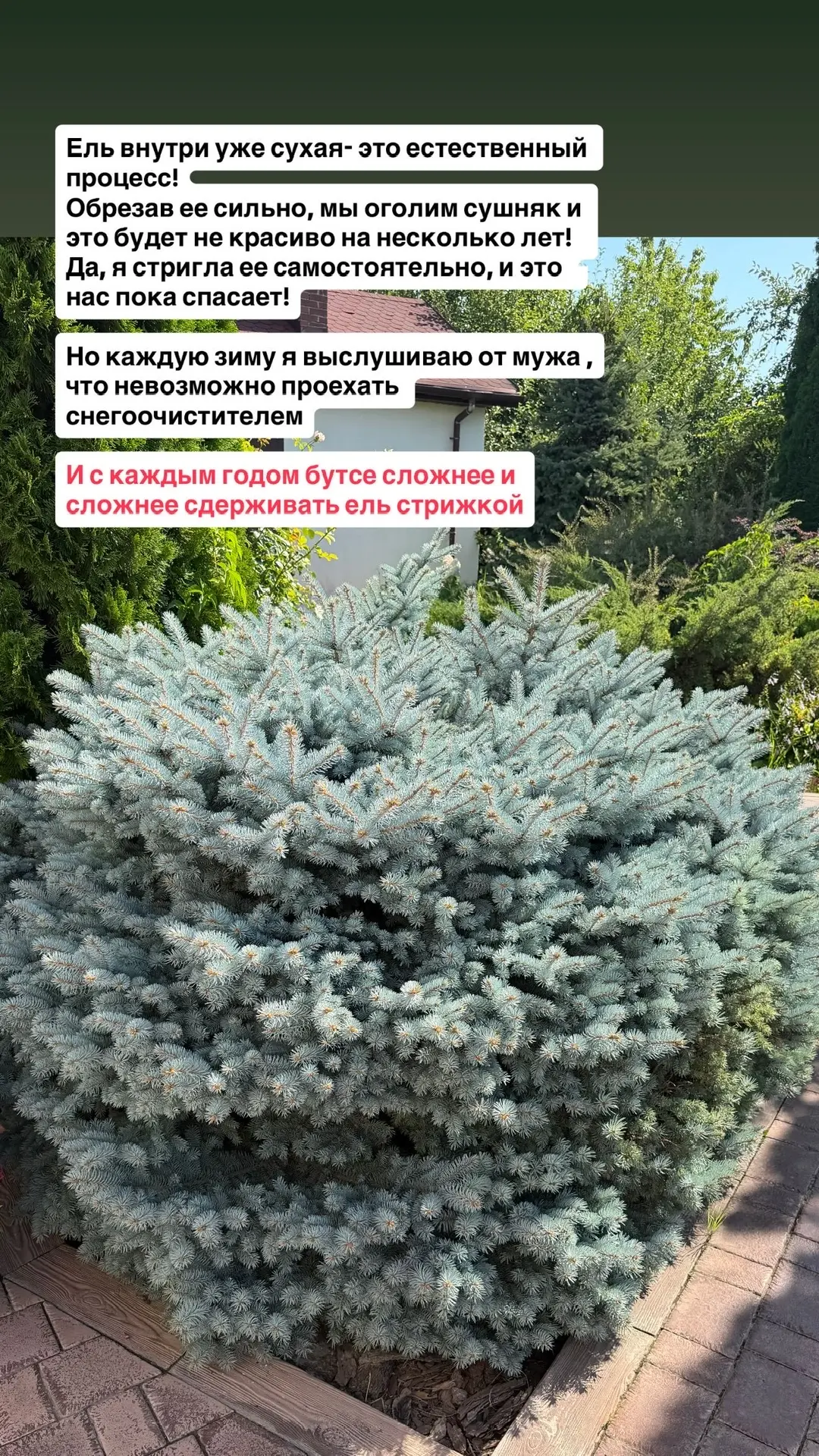 С каждым годом мне все виднее ошибки, которые мы сделали еще при закладке сада!