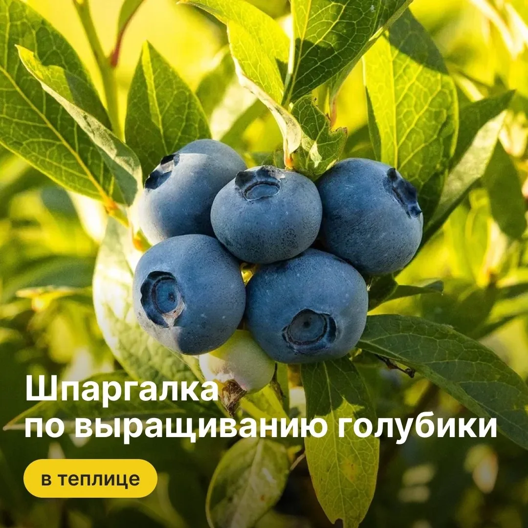 В теплице выращивают на продажу не только огурцы, помидоры и перцы, но и ягоды!

Например, голубику.