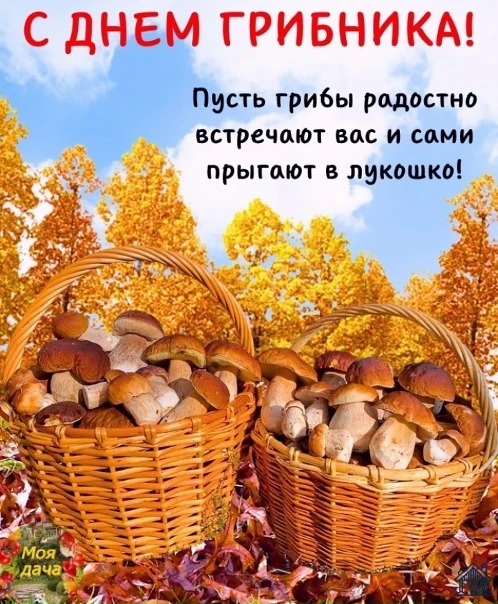 Сегодня День грибника 🍂