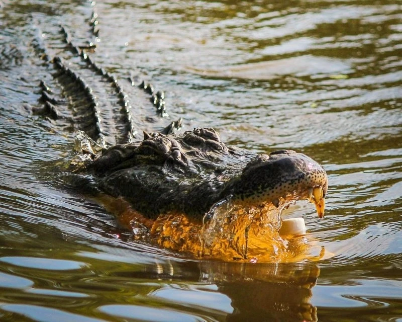 Власти Сингапура отправились на поиски сгенерированного крокодила 🐊