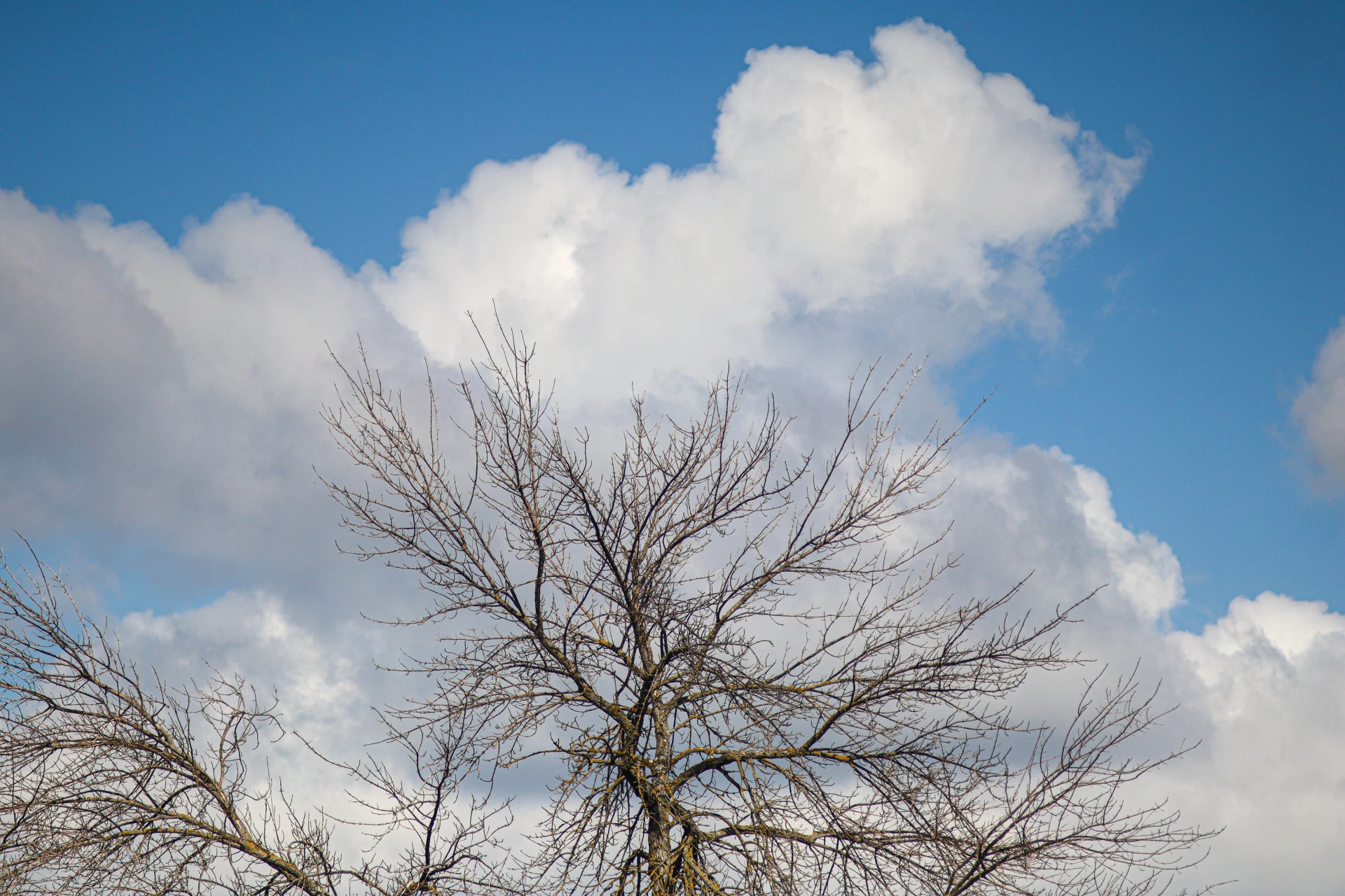 Вместо опавших листьев — крона из облаков ⛅🍂