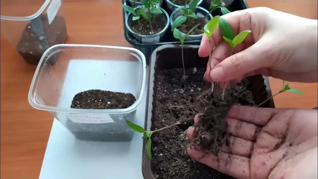🍅🌶️ Пикировка и пересадка томатов и перцев в апреле: кратко о главном