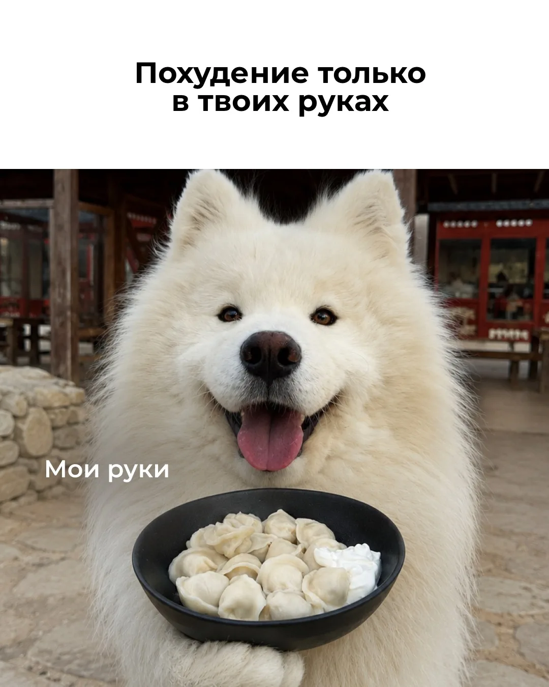 Мудрость от наших собачек: если лето уже наступило, то к нему можно не готовиться 😉

В Ошка кафе вы