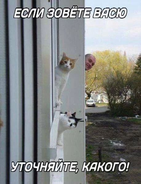 😹