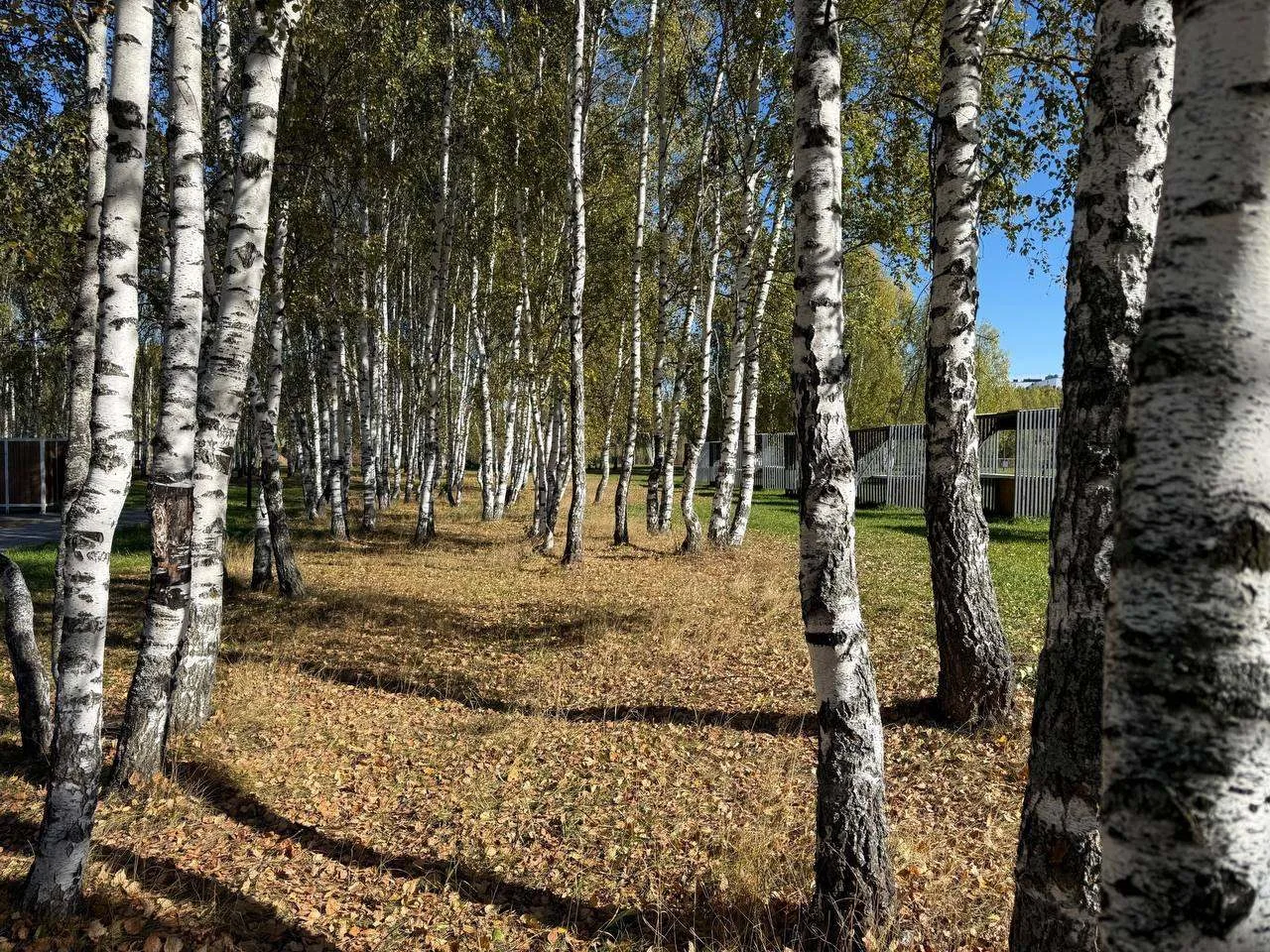 6 ОКТЯБРЬГӘ ҺАВА ТОРЫШЫ 🍂🐿