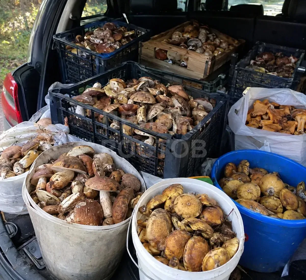 🍄 На Дону начался настоящий грибной бум: за выходные собрали десятки ящиков