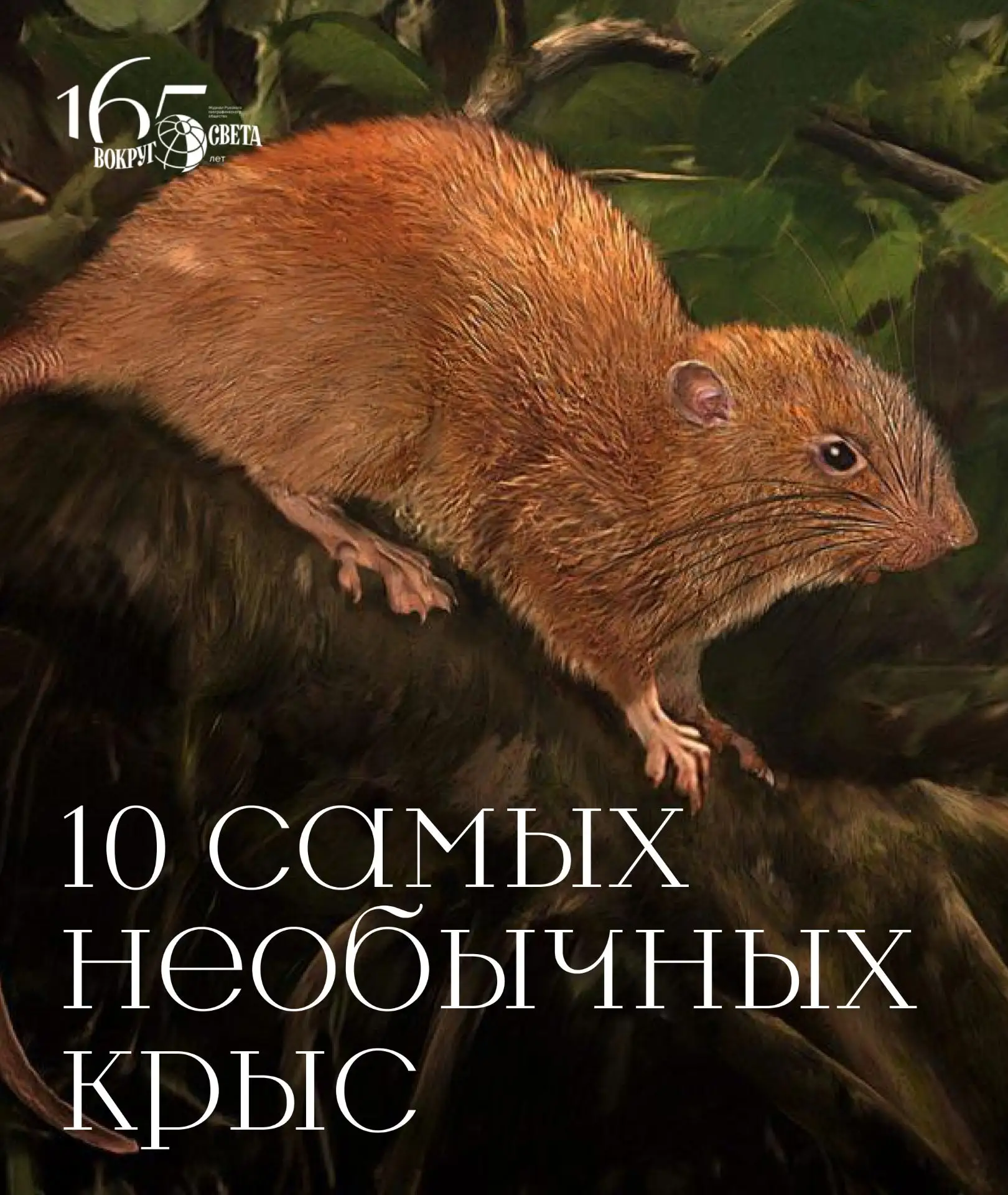 🐭 Усы, носы, хвосты: 10 самых необычных крыс