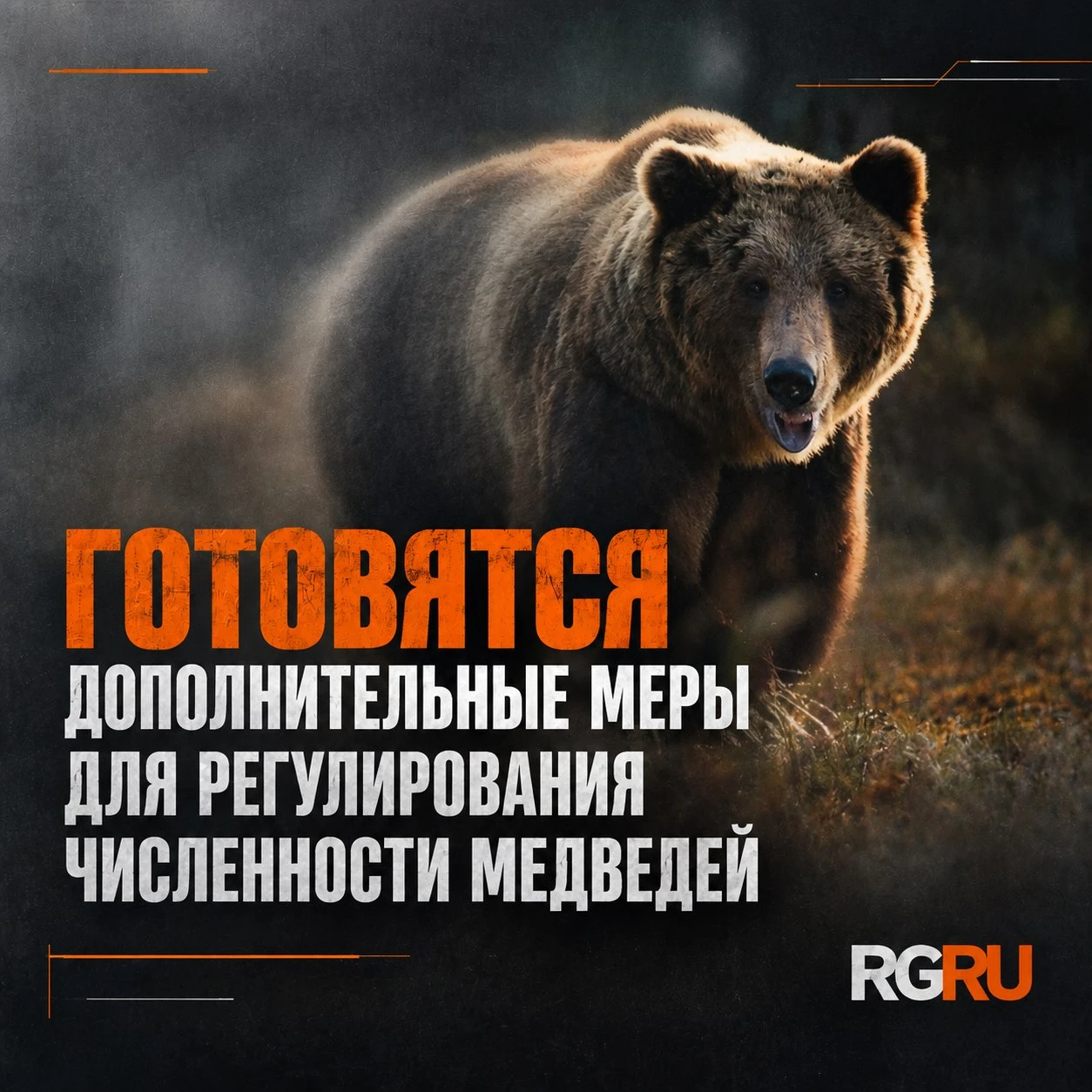 Правительство готовит допмеры для регулирования численности медведей