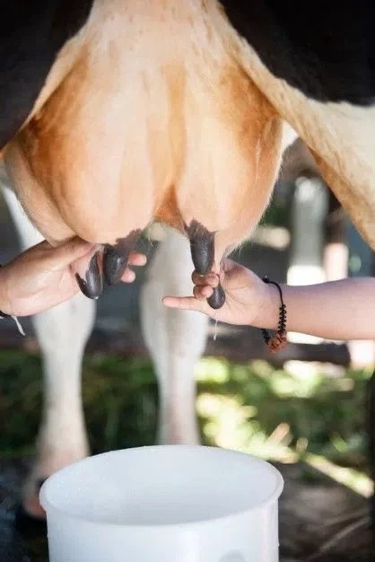 КЛИНИЧЕСКИЙ И СУБКЛИНИЧЕСКИЙ МАСТИТ У КОРОВ🐄