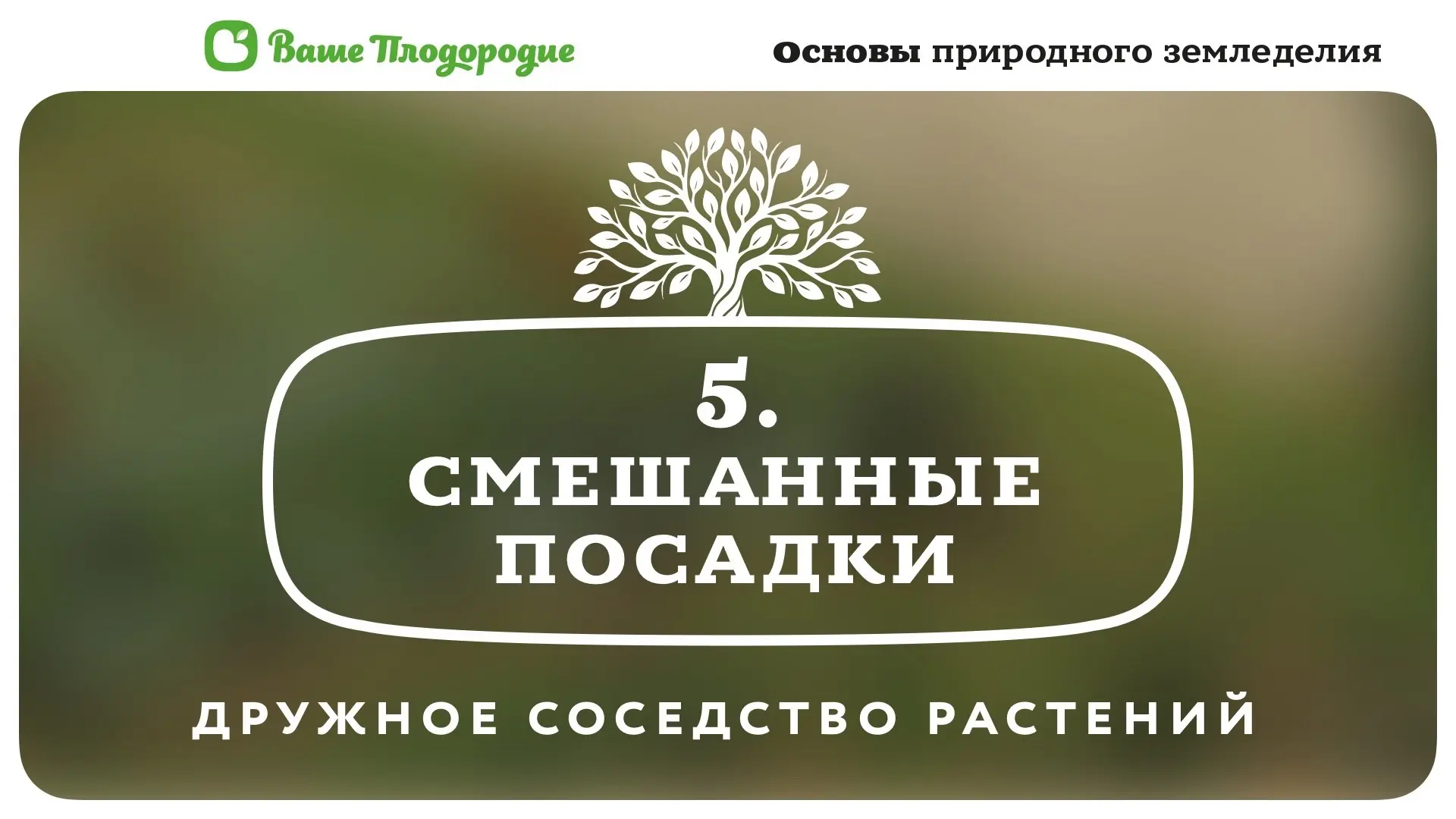 🌿 Грядка-пазл: КАК РАССАДИТЬ ОВОЩИ, чтобы они усиливали друг друга. Шаг №5 – финал 🎯
