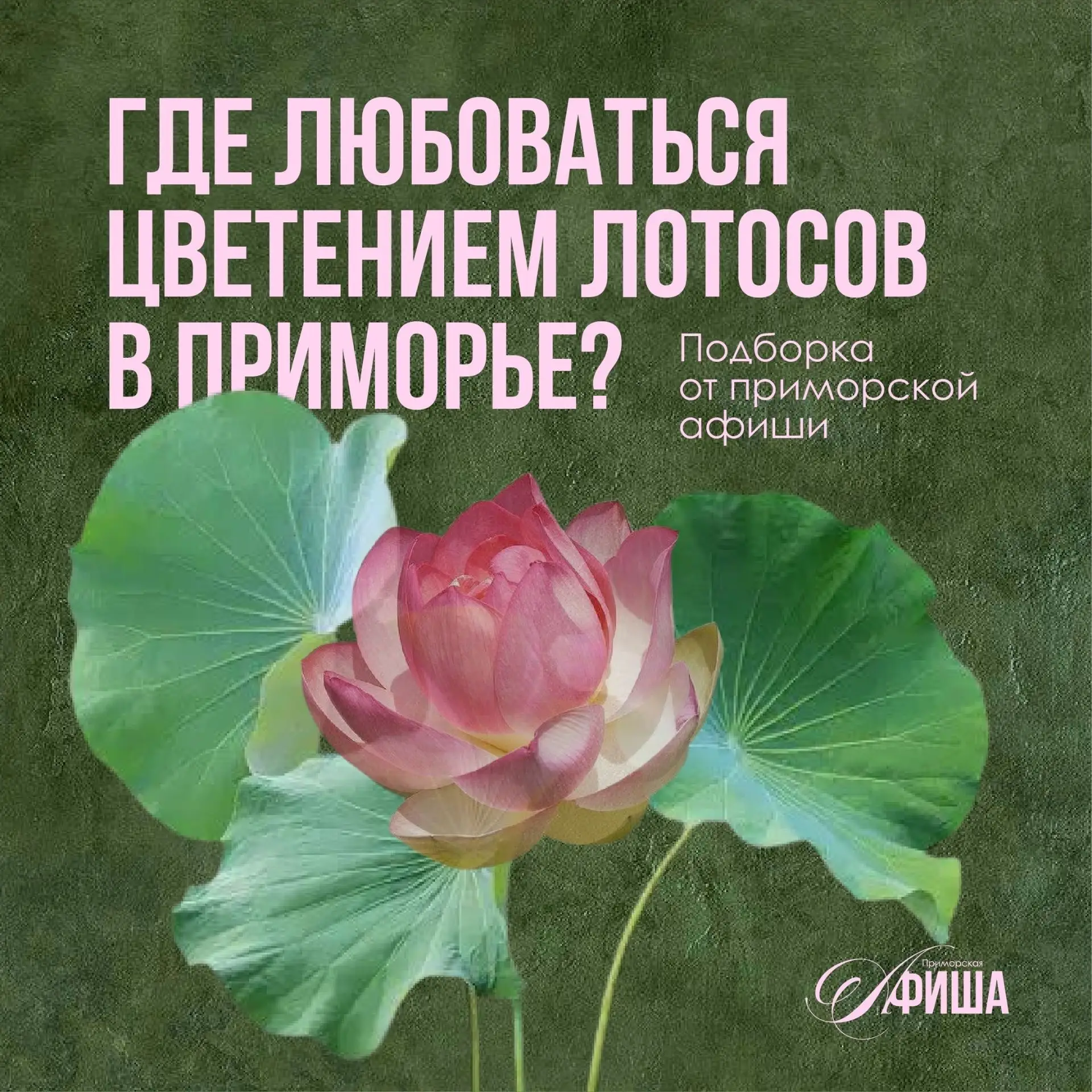 Где любоваться цветением лотосов в Приморье? 🪷

✨ «Приморская афиша» собрала очень эстетичную подбо