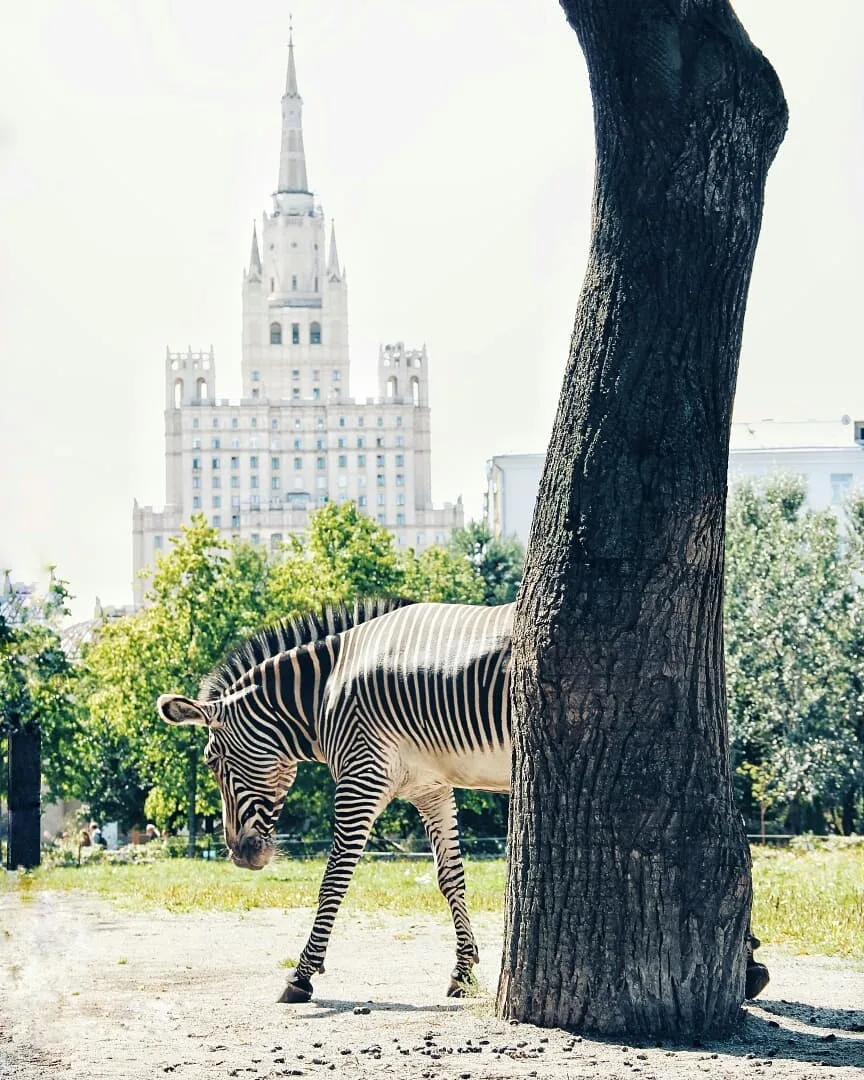 Жители Московского зоопарка