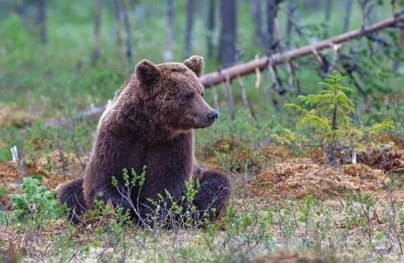 Правительство готовит ряд мер в связи с нападениями медведей, заявил вице-премьер Патрушев