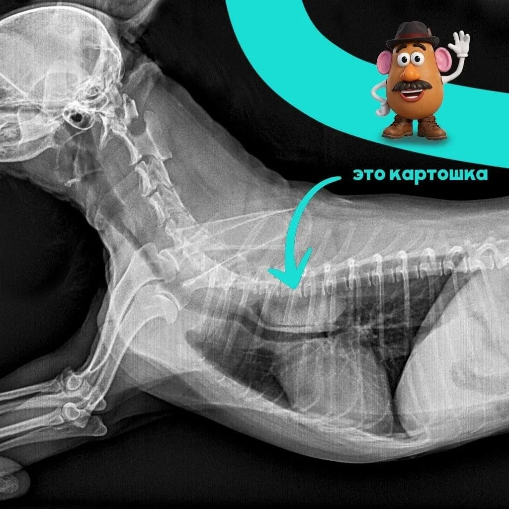 🐕‍🦺В Твери ветеринары
спасли собаку от картошки

У 13-летнего пёселя намертво застрял кусочек карт