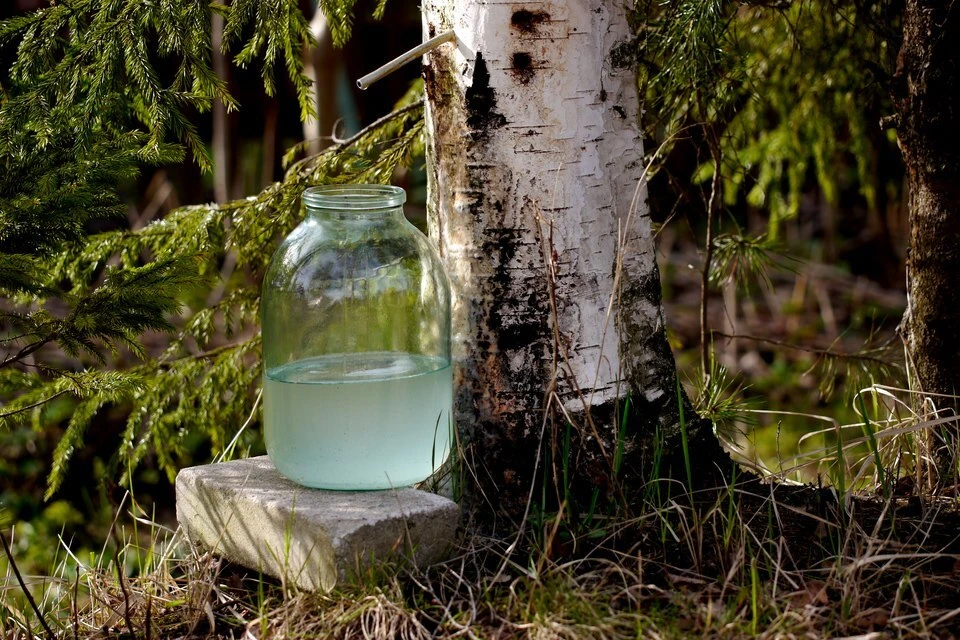 БЕРЁЗОВЫЙ СОК

🌳 Берёзовый сок помогает при изжоге, метеоризме, гастрите с пониженной кислотностью.