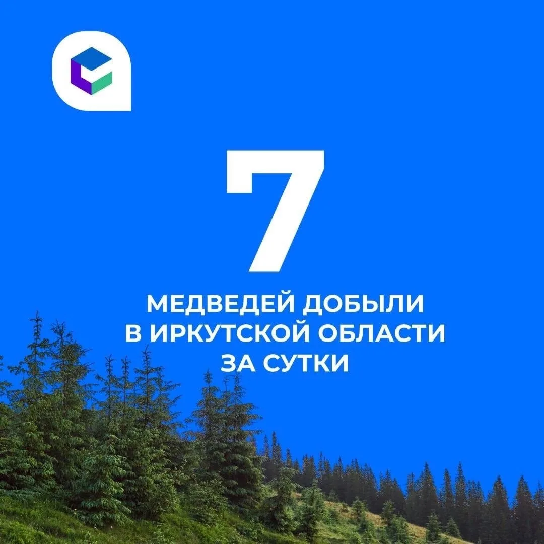 ⚠️Еще семь медведей добыли в Приангарье за сутки.