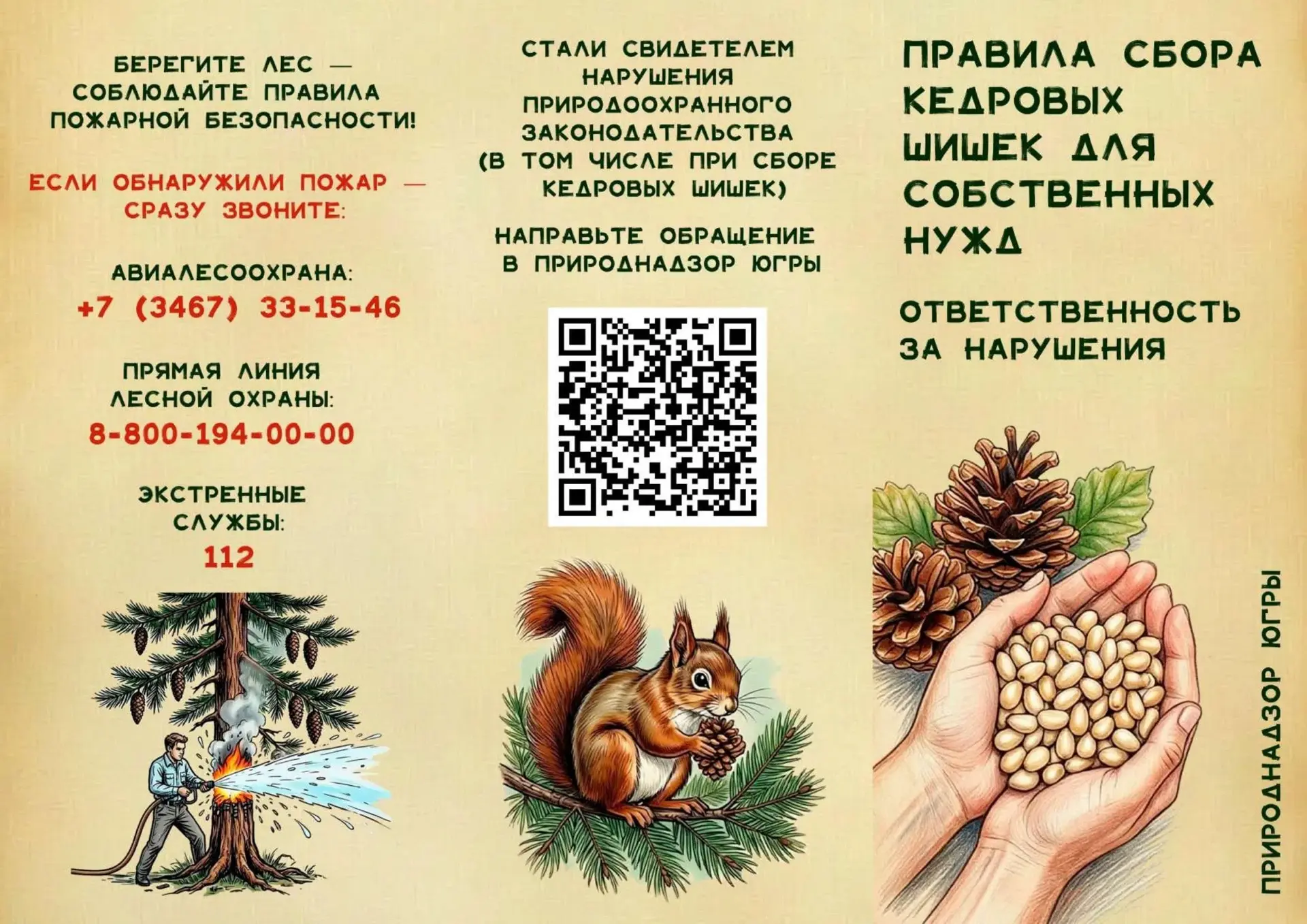 С 25 августа в Югре официально стартует сезон заготовки кедровых шишек