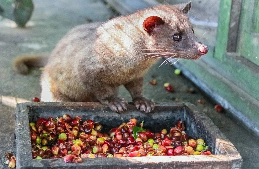 Копи лювак: кофе, который собирают животные