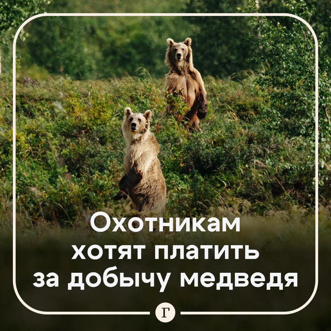 За добычу медведя предложили платить от 35 тыс. руб.