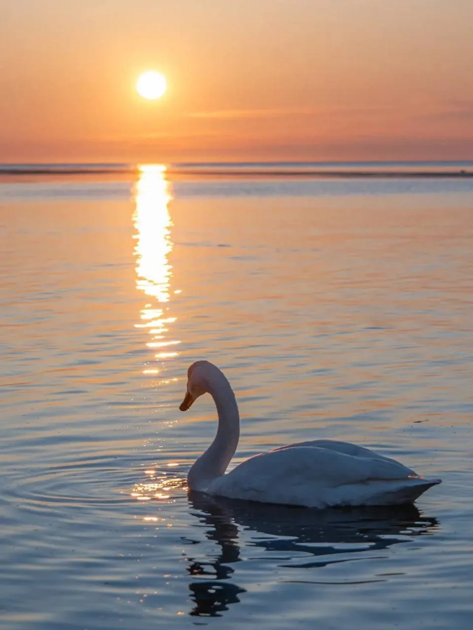 Лебеди устроили фотосессию 🦢