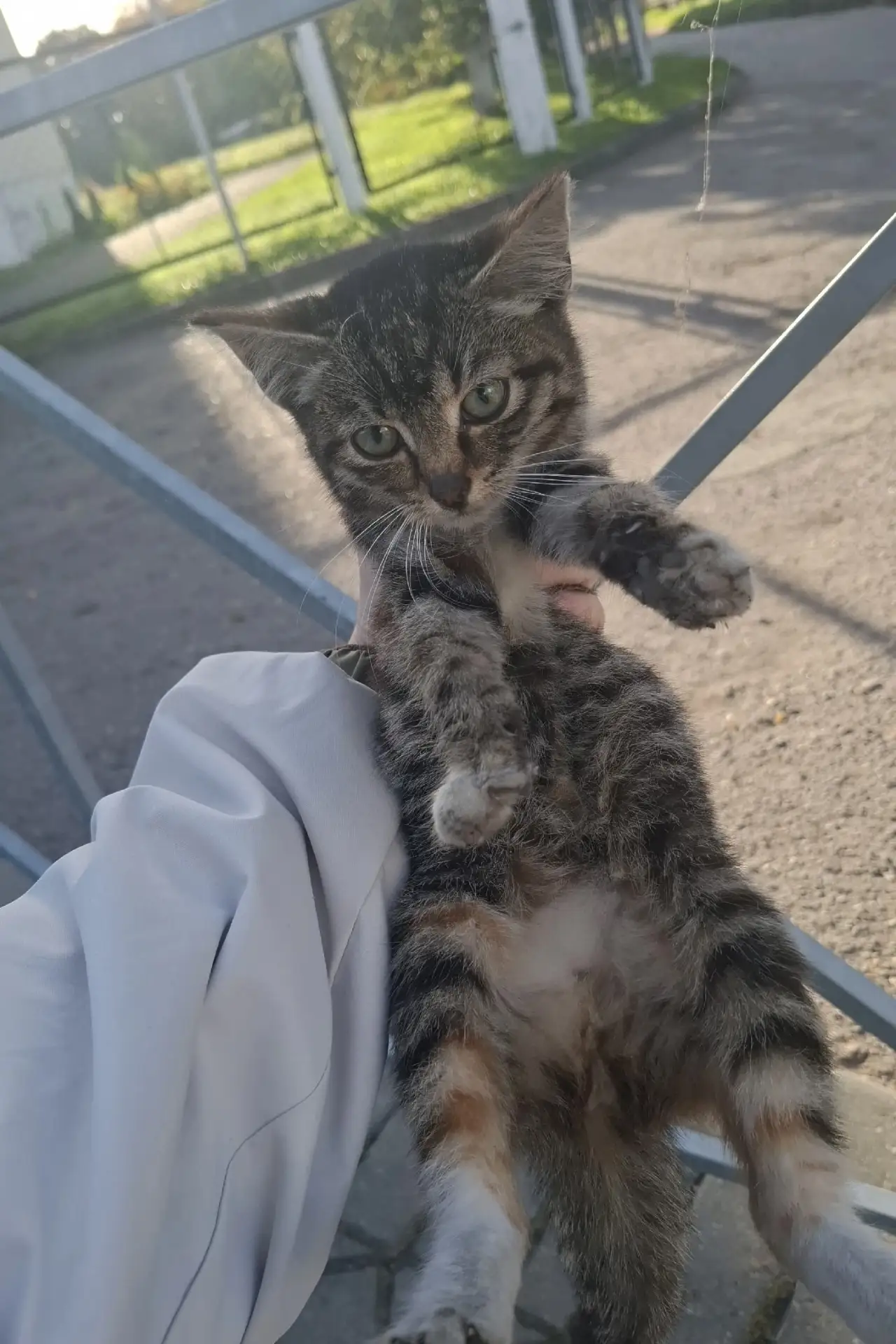 Чей котёнок?