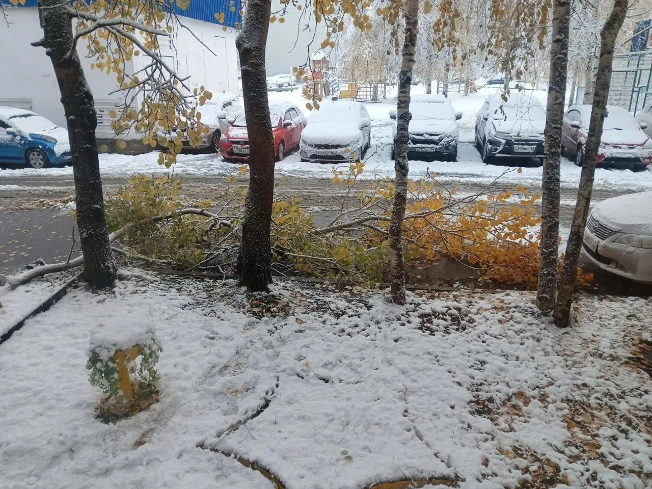 Снег с деревьев в Сургуте снимают вручную