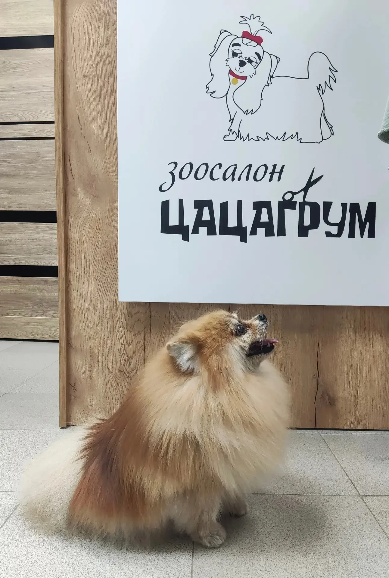 Деззи ✨
Многие думают, что груминг — это просто «помыли и постригли». Но иногда мы идём к мастеру с 