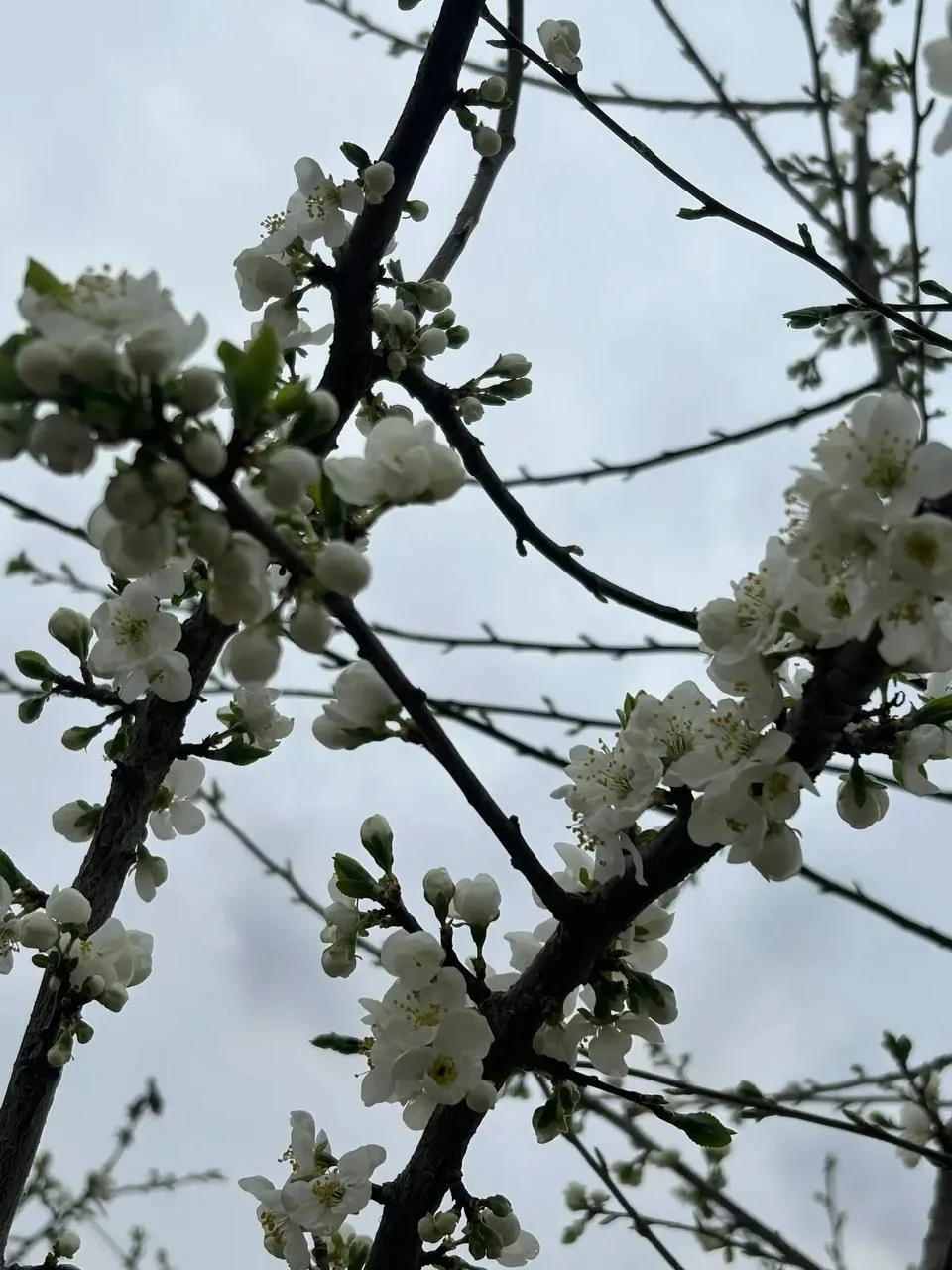 🌸 **Новая неделя — новые надежды!**