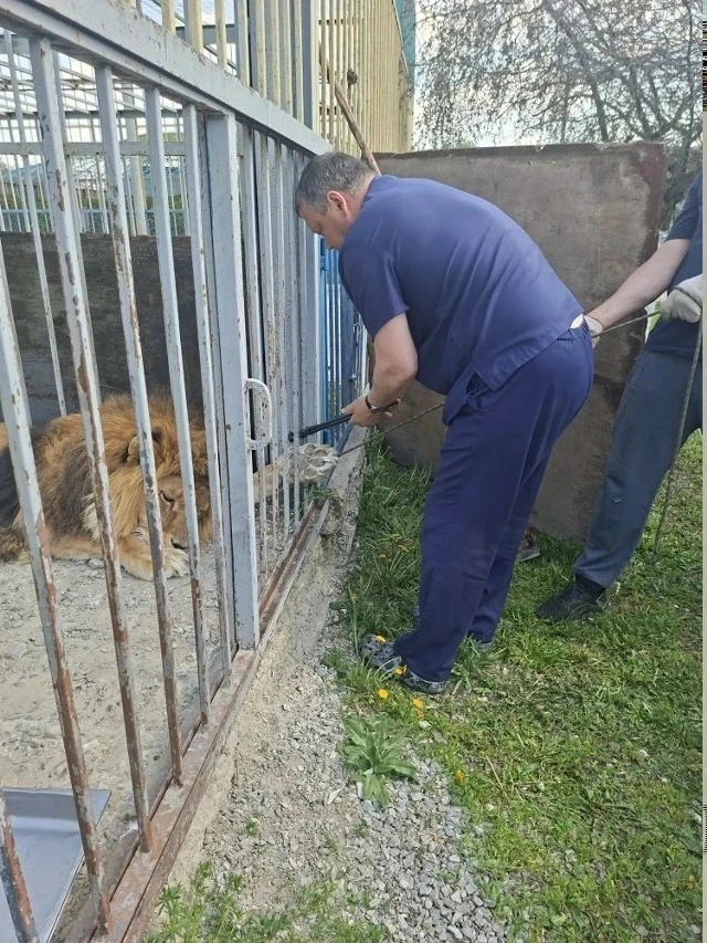 🦁 В зоопарке Старооскольского округа прошла необычайная процедура — маникюр у царя зверей!   Специал