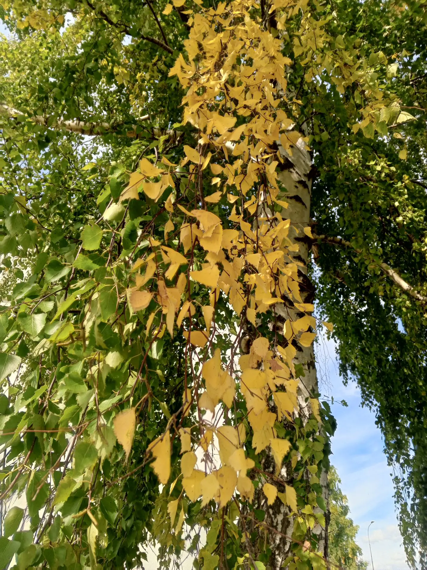 🍂 Осенние наблюдения: красота природы в каждом листочке 🌳