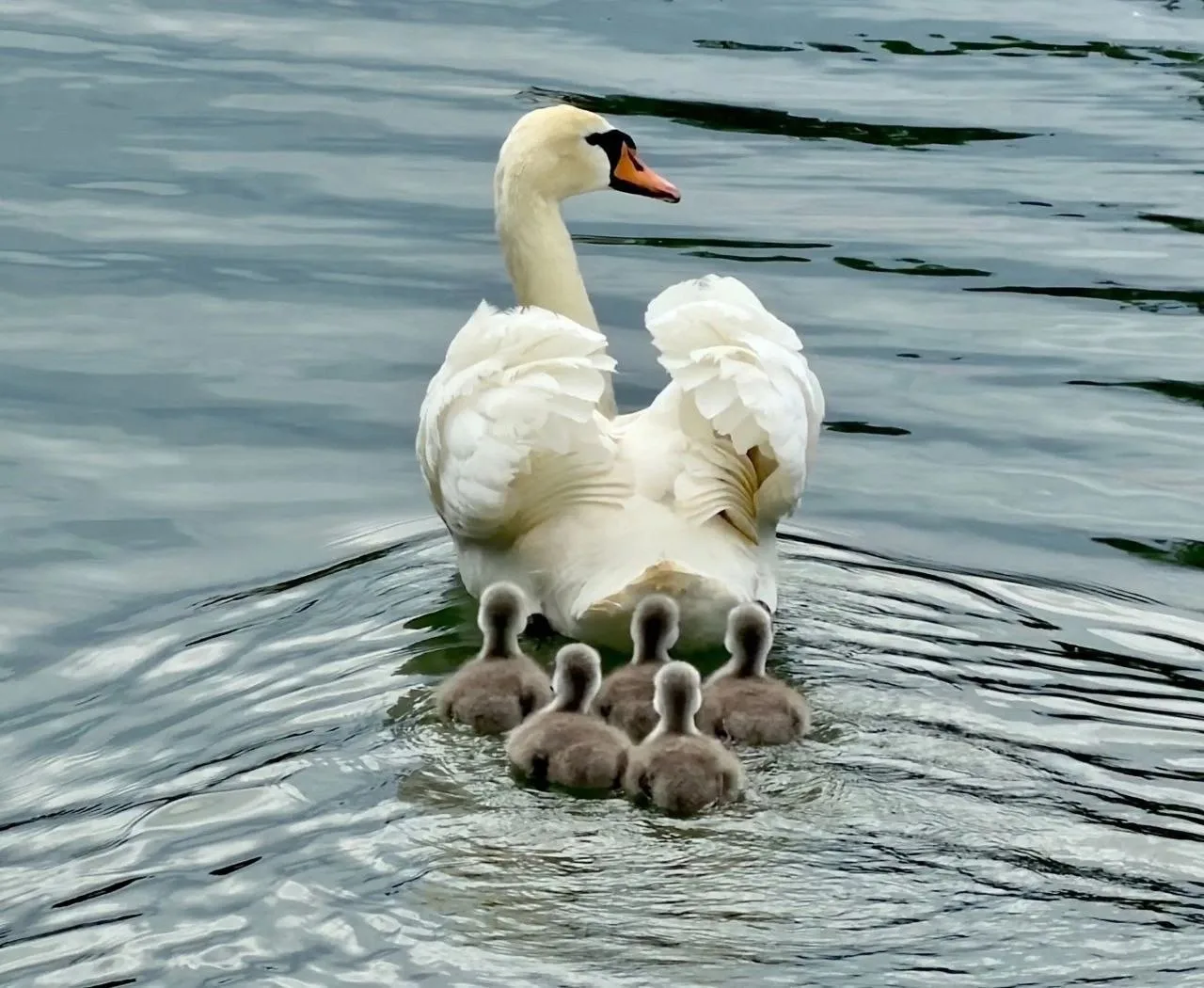 🦢 В Гагаринском парке Симферополя — прибавление!