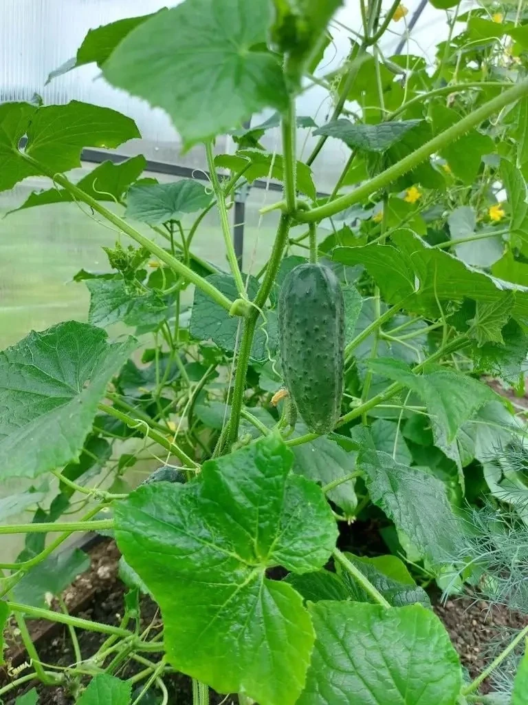 Как помочь огурцам после похолодания 🥒