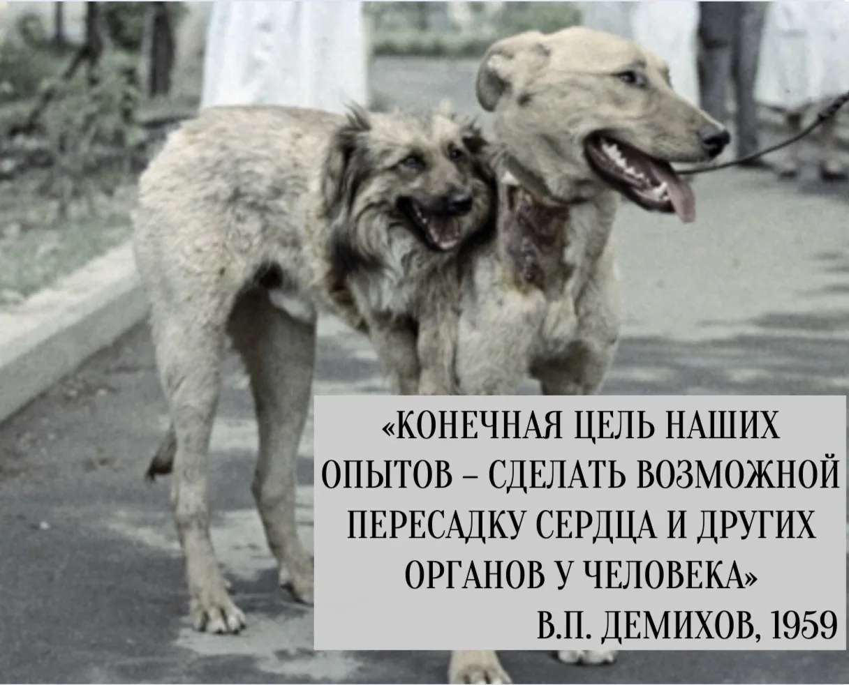 Сегодня, 6 июня - День трансплантолога.

Это повод вспомнить тех, кто стоял у истоков этой сложной и