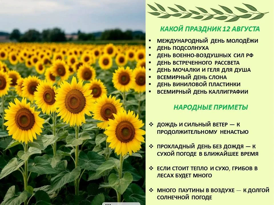 Сегодня 12 августа, среда❤️