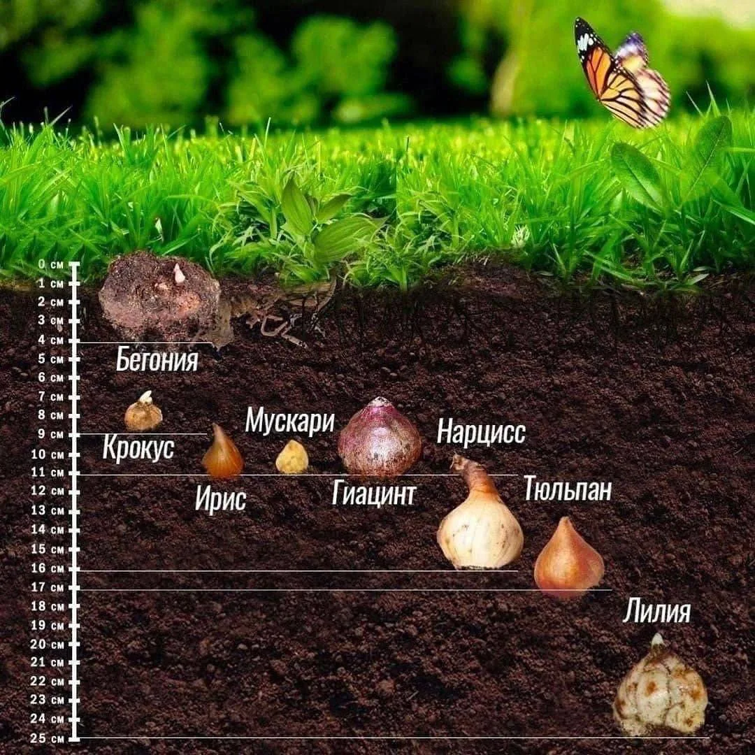 🌷 Глубина посадки луковичных цветов