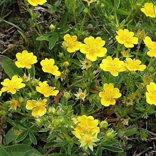 🙂Применение отваров и настоек из корня калгана

🙂Корень калгана
 (лапчатки прямостоячей) широко ис