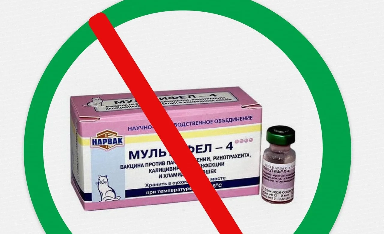 Производитель вакцины «Мультифел» ответил на жалобы о побочных эффектах у кошек