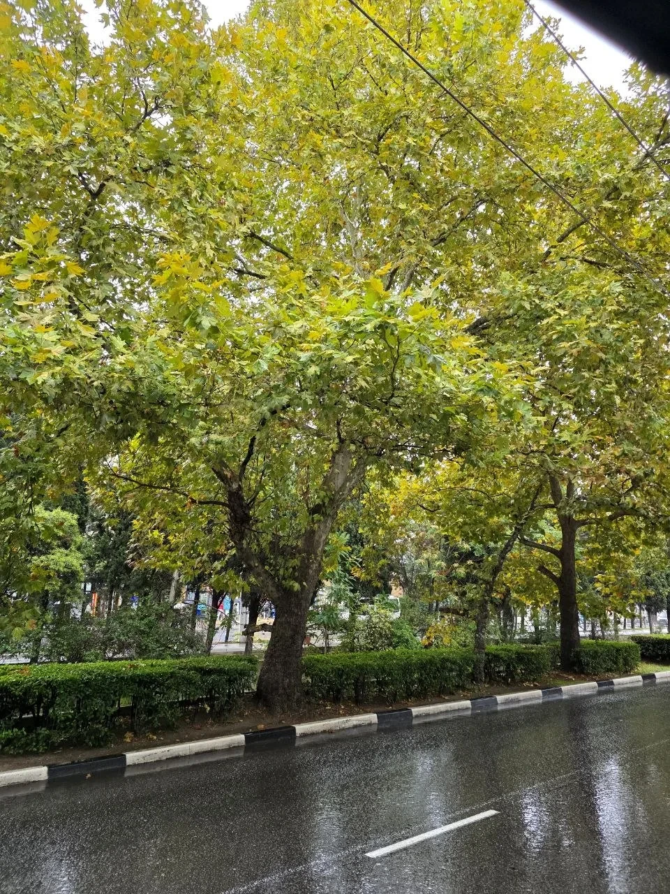 Осенняя атмосфера в Ялте сегодня 🍂