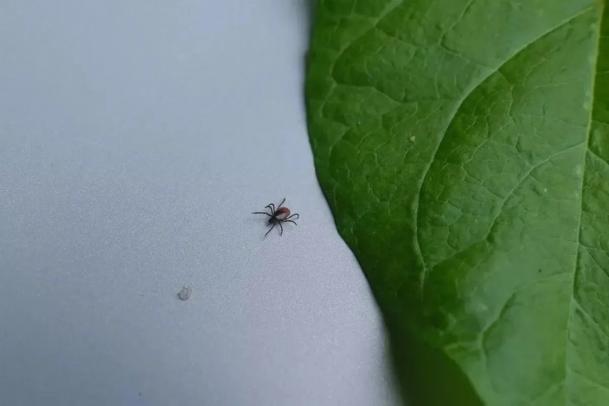 🕷 Более 350 человек пострадали от укусов клещей на Кубани за неделю. 

Всего с начала года пострада