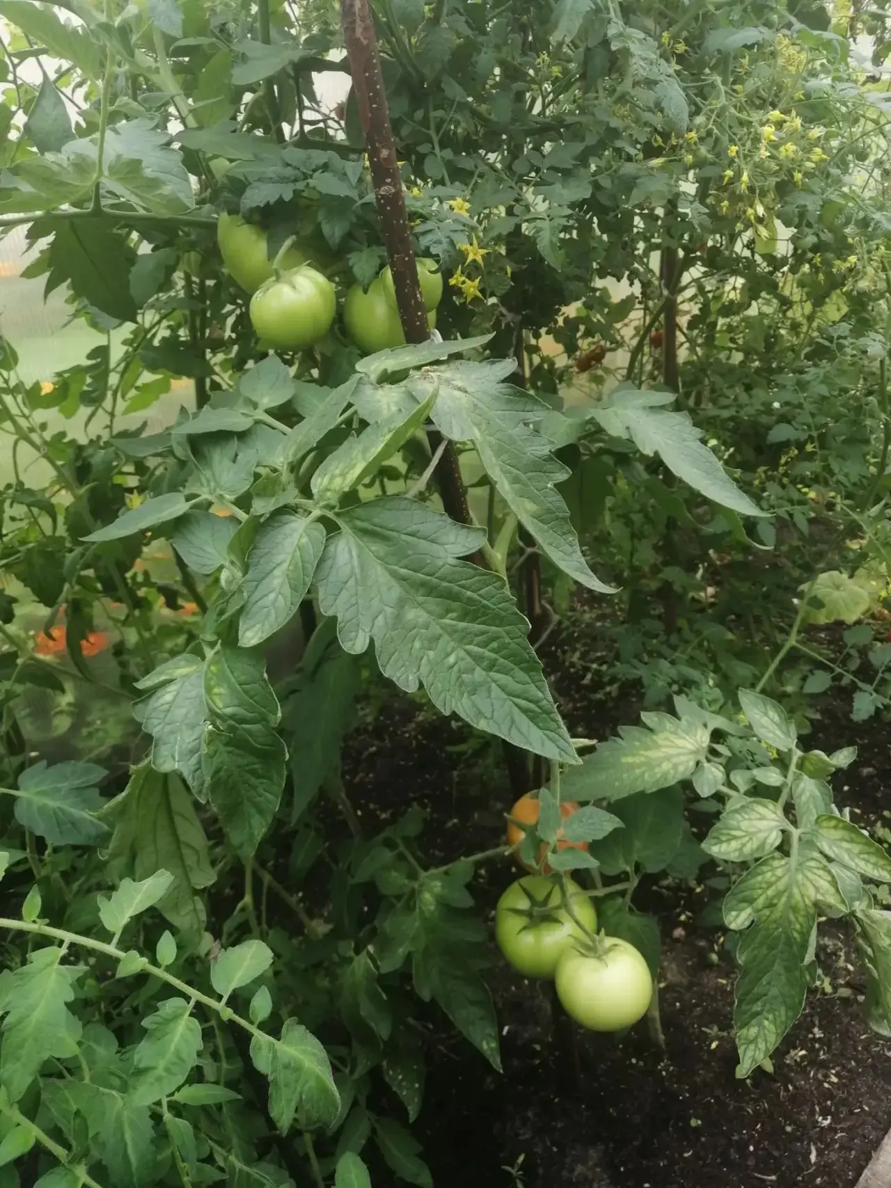 📣Новости нашей теплицы 💚💚
