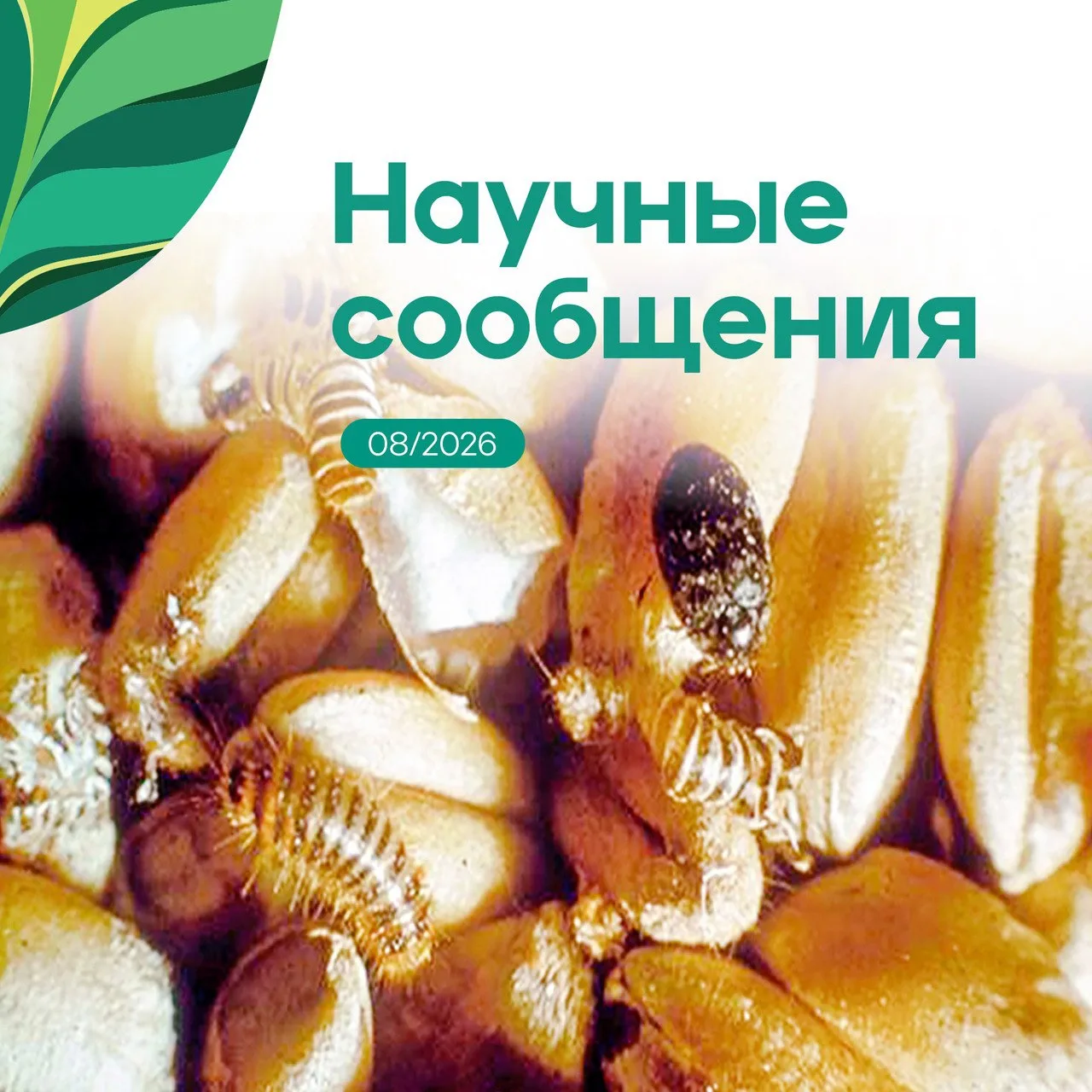 Дорогие друзья!