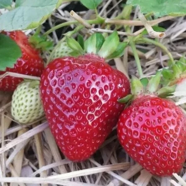 Без химии: супер подкормка для клубники 🍓