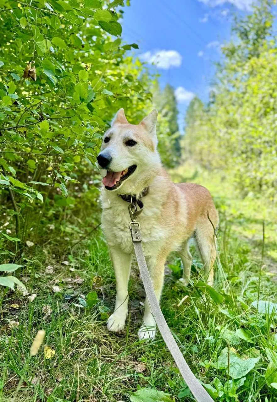 ✨ ПРИНЦЕССА, нет, НЕ ПРИНЦЕССА - КОРОЛЕВНА 👑 ЛЮСЯ 🐕 ЖДЕТ СВОИХ ХОЗЯЕВ! 💜💜 
 
Обладательница шика