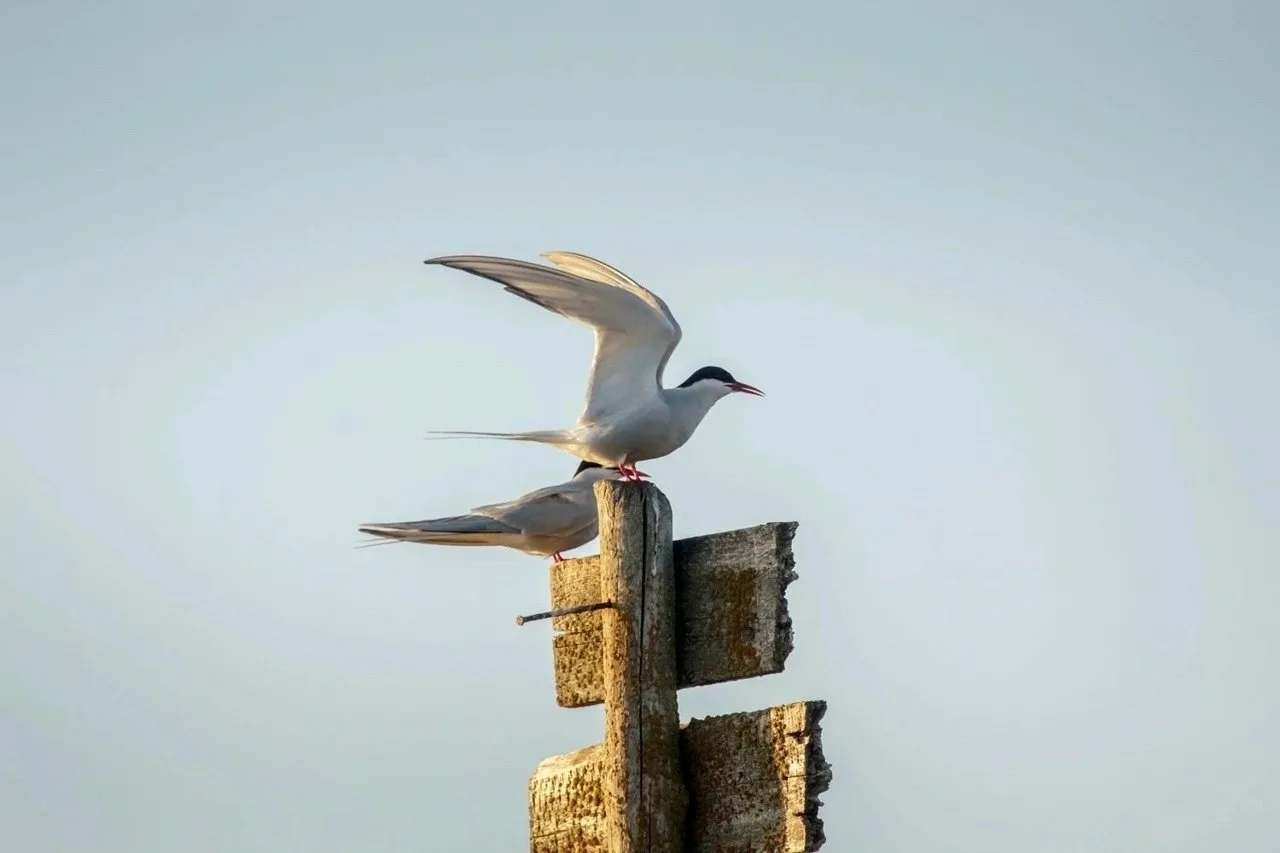 🦢 Северян приглашают в орнитологическую школу – сегодня последний день, чтобы записать...